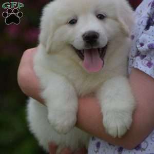 Whitlock, Great Pyrenees Puppy